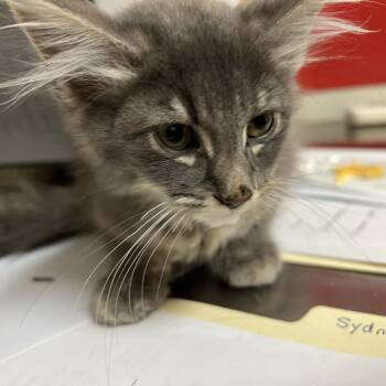 Rescue Domestic Medium Hair Cats for Adoption in Pekin, Illinois - Sydney | PetCurious