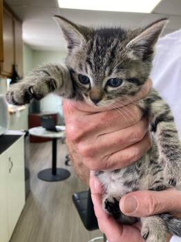 Camila -  Domestic Short Hair Cat for Adoption - Camila | PetCurious