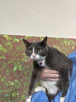 Claw -  Domestic Short Hair Cat for Adoption in San Antonio, Texas - Claw | PetCurious