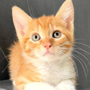 Carmela -  Domestic Short Hair Cat for Adoption in Yucca Valley, California - Carmela | PetCurious