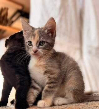 Do-Si-Do -  Calico Cat for Adoption in Knoxville, Tennessee - Do-Si-Do | PetCurious