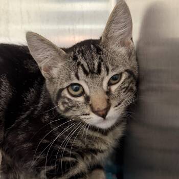 Boch (bonded w/ Glinda) -  Domestic Short Hair Cat for Adoption in Oakland, California - Boch (bonded W/ Glinda) | PetCurious