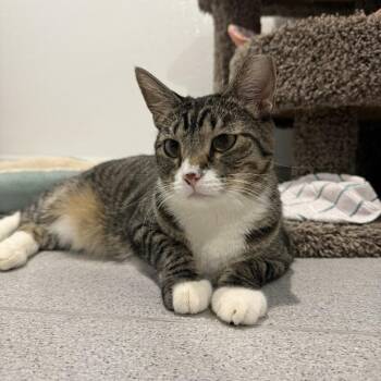 Andromeda -  Domestic Short Hair Cat for Adoption in Murray, Utah - Andromeda | PetCurious