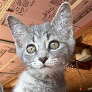 Megs -  Domestic Short Hair Cat for Adoption in Traverse City, Michigan - Megs | PetCurious