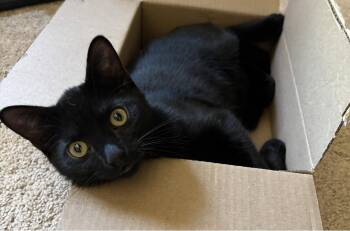 Marlon - KITTEN in foster -  Domestic Short Hair Cat Available for Adoption in Alexandria, Virginia - Marlon - KITTEN In Foster | PetCurious