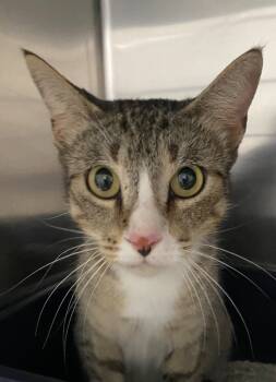 Rescue Domestic Short Hair Cats for Adoption in Labelle, Florida - Debbie | PetCurious