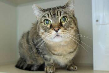 Domestic Short Hair Cats Available for Adoption in Loveland, Colorado - JACK | PetCurious