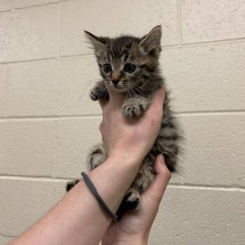 Miss Priss -  Domestic Short Hair Cat for Adoption in Memphis, Tennessee - Miss Priss | PetCurious