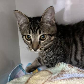 Mo -  Domestic Short Hair Cat for Adoption in Redwood City, California - Mo | PetCurious