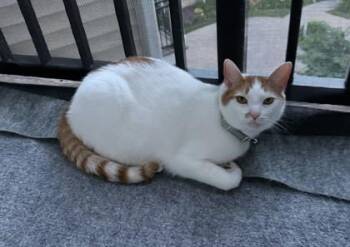 Ginger (& Rambo) -  Domestic Short Hair Cat for Adoption in Fairfax, Virginia - Ginger (& Rambo) | PetCurious