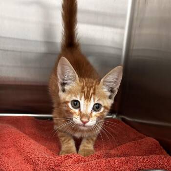 Jasper Hale -  Domestic Short Hair Cat for Adoption in Edinburg, Texas - Jasper Hale | PetCurious