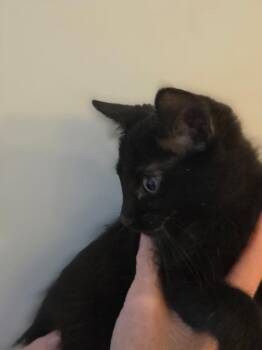 Freedom -  Domestic Short Hair Cat for Adoption in Shawnee, Kansas - Freedom | PetCurious