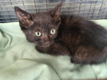 Domestic Short Hair Cats Available for Adoption in San Antonio, Texas - ELVIRA | PetCurious