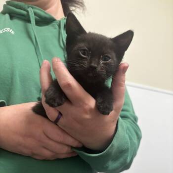 Domestic Short Hair Cats Available for Adoption in Tulsa, Oklahoma - Panda | PetCurious