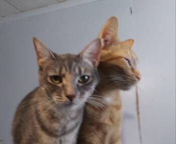 Granny Smith -  Domestic Short Hair Cat for Adoption in PORT WENTWRTH, Georgia - Granny Smith | PetCurious