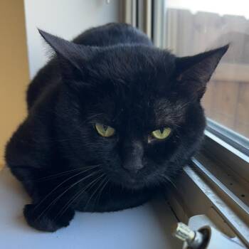 Darryl -  Domestic Short Hair Cat for Adoption in Naperville, Illinois - Darryl | PetCurious