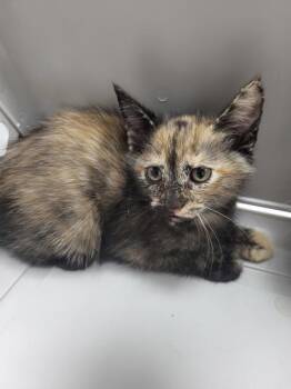 Pen 1 Snickers -  Domestic Short Hair Cat for Adoption in Lawrenceville, Georgia - Pen 1 Snickers | PetCurious