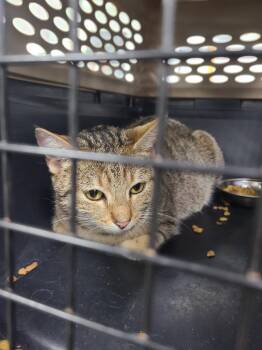 Domestic Short Hair Cats Available for Adoption in ABRAHAM BALDWIN COLLEGE, Georgia - C520-26 | PetCurious