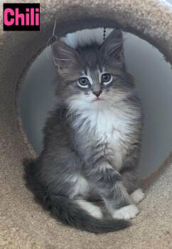 Chili -  Domestic Long Hair Cat for Adoption in Grand Rapids, Michigan - Chili | PetCurious