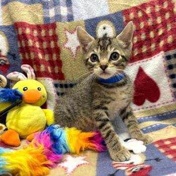 Domestic Short Hair Cats Available for Adoption in Rancho Cucamonga, California - JASPER | PetCurious
