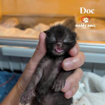 Doc - Medical Hold -  Domestic Short Hair Cat for Adoption in Council Bluffs, Iowa - Doc - Medical Hold | PetCurious