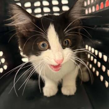 Letty -  Domestic Short Hair Cat for Adoption in West Olive, Michigan - Letty | PetCurious