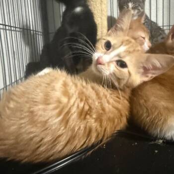 Hantu Carter -  Domestic Short Hair Cat for Adoption in Eagle Mountain, Utah - Hantu Carter | PetCurious