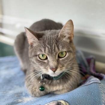 Nova -  Domestic Short Hair Cat for Adoption in Greensburg, Pennsylvania - Nova | PetCurious