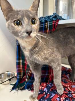 Domestic Short Hair Cats Available for Adoption in Manassas, Virginia - Momo (ID 49715) | PetCurious