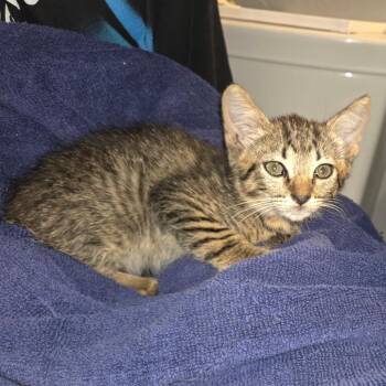 Dash -  Domestic Short Hair Cat for Adoption in Houston, Texas - Dash | PetCurious