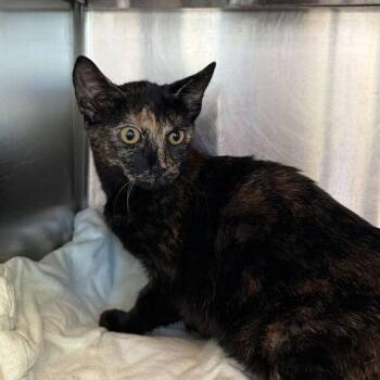 Starfire -  Domestic Short Hair Cat for Adoption in Asheville, North Carolina - Starfire | PetCurious
