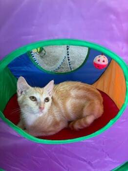 Candy -  Domestic Short Hair Cat for Adoption in Raleigh, North Carolina - Candy | PetCurious