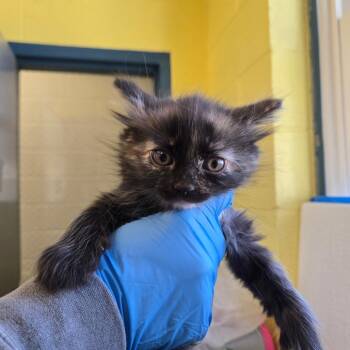 Domestic Long Hair Cats Available for Adoption in East Hanover, New Jersey - Plum | PetCurious