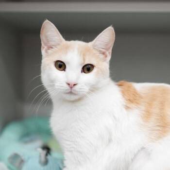Tart -  Domestic Short Hair Cat for Adoption in Atlanta, Georgia - Tart | PetCurious