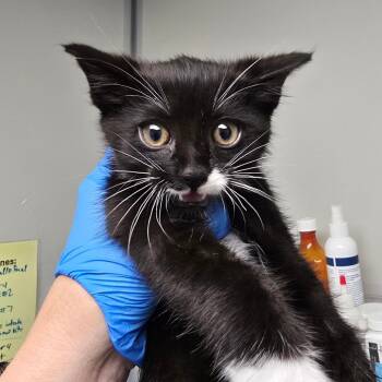 Lime -  Domestic Short Hair Cat for Adoption in Concord, North Carolina - Lime | PetCurious