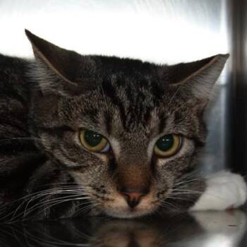 Mr Herriman -  Domestic Short Hair Cat for Adoption in Richmond, Virginia - Mr Herriman | PetCurious