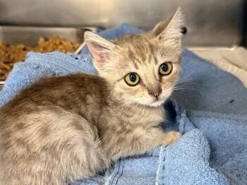 LOLA -  Domestic Medium Hair Cat for Adoption in Santa Rosa, California - LOLA | PetCurious