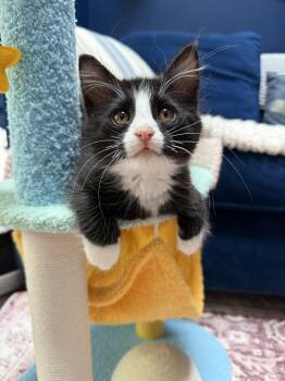 Skip (Brother to Hopper) -  Domestic Medium Hair Cat for Adoption in Los Angeles, California - Skip (Brother To Hopper) | PetCurious