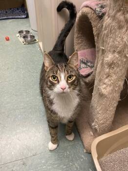 Catnip -  Domestic Short Hair Cat for Adoption in Warwick, Rhode Island - Catnip | PetCurious
