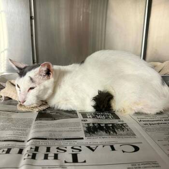 Domestic Short Hair Cats Available for Adoption in Pauls Valley, Oklahoma - Neuman | PetCurious