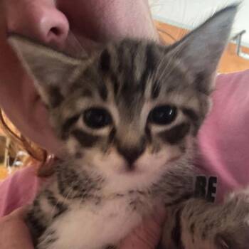 Maren -  Domestic Short Hair Cat for Adoption in Ferndale, Washington - Maren | PetCurious