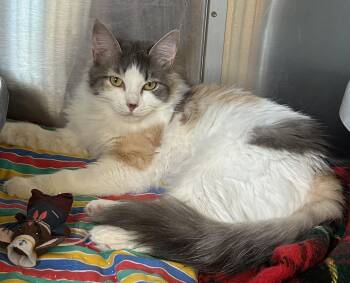 Rescue Dilute Calico Cats for Adoption in Prescott, Arizona - MARGO | PetCurious