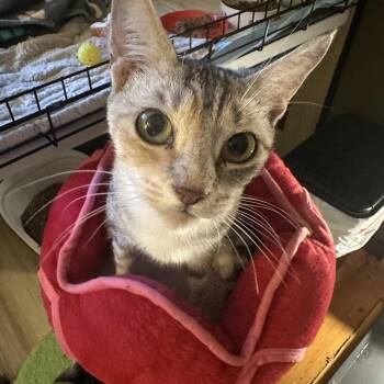 Tabbie -  Domestic Short Hair Cat for Adoption in Syracuse, New York - Tabbie | PetCurious