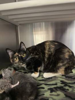 Domestic Short Hair Cats Available for Adoption in Roseville, California - Dory | PetCurious