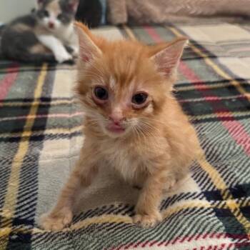 Garfield -  Domestic Short Hair Cat for Adoption in Lyle, Minnesota - Garfield | PetCurious