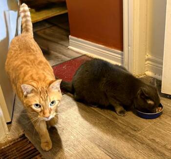 Kilo & Pixie -  Domestic Short Hair Cat for Adoption in Brantford, Ontario - Kilo & Pixie | PetCurious