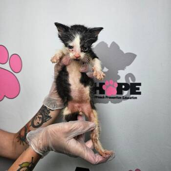 Ditch -  American Shorthair and Domestic Short Hair Cat for Adoption in Milton, Florida - Ditch | PetCurious