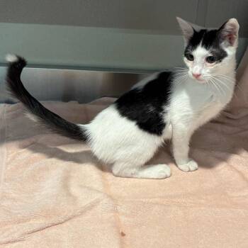 IVHS-Stray-141948 -  Domestic Short Hair Cat for Adoption in San Gabriel, California - IVHS-Stray-141948 | PetCurious