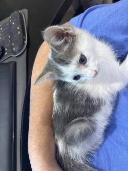 Soup -  Domestic Short Hair Cat for Adoption in Duxbury, Massachusetts - Soup | PetCurious