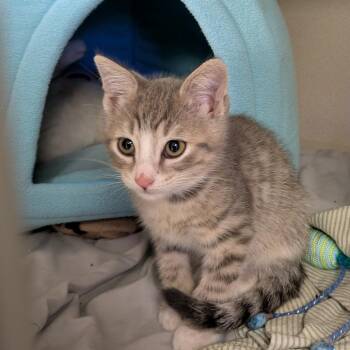 Coal -  Domestic Short Hair Cat for Adoption in Wantagh, New York - Coal | PetCurious